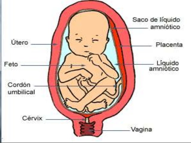 Taller embarazo sus cuidados y desarrollo fetal i