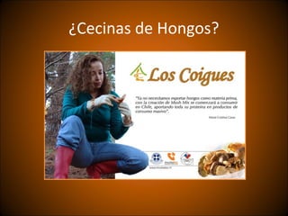 ¿Cecinas de Hongos?
 
