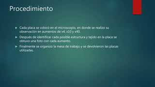 Procedimiento
 Cada placa se colocó en el microscopio, en donde se realizo su
observación en aumentos de x4, x10 y x40.
 Después de identificar cada posible estructura y tejido en la placa se
obtuvo una foto con cada aumento.
 Finalmente se organizo la mesa de trabajo y se devolvieron las placas
utilizadas.
 