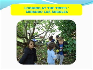 LOOKING AT THE TREES /
MIRANDO LOS ÁRBOLES
 