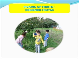 PICKING UP FRUITS /
COGIENDO FRUTAS
 