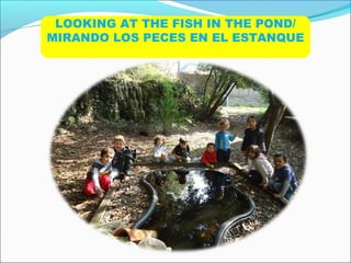 LOOKING AT THE FISH IN THE POND/
MIRANDO LOS PECES EN EL ESTANQUE
 