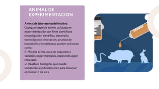 ANIMAL DE
EXPERIMENTACION
Animal de laboratorio(definición):
Cualquier especie animal utilizada en
experimentación con fines científicos
(investigación científica, desarrollo
tecnológico e innovación, pruebas de
laboratorio y enseñanza), pueden utilizarse
como:
•1. Materia prima, para ser expuesto a
variables experimentales, esperando algún
resultado.
•2. Reactivo biológico, que puede
someterse a un tratamiento para observar
el producto de esta
 