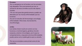 Primates:
•Por su semejanza con el hombre, son los animales
más deseables. Pero precisamente por eso, la
utilización de estos animales suscita más reparos
morales.
• Por ser más parecidas genéticamente, pueden ser
afectados por las mismas enfermedades que los
humanos.
•Se usan en estudios de farmacología, toxicología,
enfermedades infecciosas, neuroanatomía,
neurofisiología.
cerdos
Los cerdos tienen mucho en común con los
humanos a nivel de órganos, genética, función
corporal y sistema inmunológico, por lo que su
comportamiento y respuesta ante las enfermedades
puede usarse como modelo génico para su estudio.
•Por eso se considera a este animal como el más
aceptable.
 