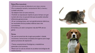 Ratas (Mus musculus):
• 95% de los animales de laboratorio son ratas y ratones.
•Por su pequeño tamaño, manipulación fácil, crianza y
cuidado sencillos.
•Se adaptan bien al nuevo entorno.
•También se reproducen rápido en poco tiempo con gan
numero de crias, lo que permite que se puedan estudiar
diferentes generaciones.
•Al ser consanguíneos, son casi genéticamente idénticos,
los resultados de las pruebas médicas sean más
consistentes.
El hombre y el ratón comparten más del 95% de los
genes
Perros
•Se usan en practicas de cirugía que pueden ir desde
incisiones a remociones completas de órganos para luego
aplicar procesos de reparación.
•Tienen características fisiológicas y metabólicas
parecidas a los humanos
•Razon por la cual se utilizan en pruebas toxicológicas de
medicamentos
 