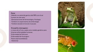 Ranas
•Debido a su parecido gentico del 98% con el ser
humano se usan para:
•Demostraciones de farmacología y fisiologia.
•Tambien en experimentos de embriología.
•Tambien estudiar la función muscular.
Drosophila melanogaster:
o mosca de la fruta, usada como modelo genético para
diversas enfermedades humanas:
Enfermedad de Parkinson
Enfermedad de Huntington
Ataxia espinocerebelosa
Alzheimer
 