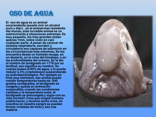 Oso de agua
El oso de agua es un animal
sorprendente (puede vivir en alcohol
puro y éter) , es el animal mas resistente
del mundo, este increíble animal es un
sobreviviente a situaciones extremas. Es
muy pequeño, los mas grandes miden
apenas 1mm, estos viven en casi
cualquier parte .A pesar de carecer de
sistema respiratorio, excretor y
circulatorio son capaces de sobrevivir en
las circunstancias más extremas, Se les
encuentra desde un húmedo musgo, en
un desierto, en la cima del himalaya, o en
las profundidades del océano. Se le dio
el nombre de tardígrado en 1776 por su
lentitud, eso significa su nombre. Su
cuerpo posee el 85% de agua, y lo puede
reducir a 3% (criptobiosis) suspendiendo
su actividad biológica. Por ejemplo en
fríos muy extremos, ese animal puede
resistir temperaturas hasta de -240
grados centígrados, el tardígrado se
congela y queda en animación
suspendida; cuando las condiciones
cambian y la temperatura sube, el
tardígrado se descongela y sigue con su
vida normal!!.Cosa que ningún humano
podría hacer, y muchos seres vivos, en
nosotros en nuestra sangre se pueden
formar cristales de hielo y eso nos
mataría
 