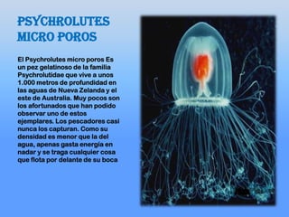 Psychrolutes
micro poros
El Psychrolutes micro poros Es
un pez gelatinoso de la familia
Psychrolutidae que vive a unos
1.000 metros de profundidad en
las aguas de Nueva Zelanda y el
este de Australia. Muy pocos son
los afortunados que han podido
observar uno de estos
ejemplares. Los pescadores casi
nunca los capturan. Como su
densidad es menor que la del
agua, apenas gasta energía en
nadar y se traga cualquier cosa
que flota por delante de su boca
 