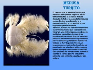 medusa
turrito
El caso es que la medusa Turrito psis
nutricula es capaz de regresar de su
forma madura a la larvaria, incluso
después de haber alcanzado la madurez
sexual. En teoría, esto revierte el
envejecimiento y la convertiría en un
organismo potencialmente
inmortal, aunque no ha sido evidenciado
experimentalmente que sea realmente
inmortal. Una hidromedusa, que tiene la
fantástica capacidad de revertir su
estado adulto y convertirse de nuevo en
pólipo se está extendiendo rápidamente
por los océanos y mares del mundo. Se
trata de la Turrito psis nutricola, un
organismo que realmente riza el rizo ya
que al retornar al estado pólipo supone
que un ejemplar nunca muere como tal.
Este proceso de „inmortalidad„ comienza
cuando la Turrito psis no encuentra
alimento o se enfrenta a cualquier otro
peligro.
 