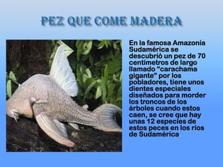  En la famosa Amazonía
Sudamérica se
descubrió un pez de 70
centímetros de largo
llamado “carachama
gigante” por los
pobladores, tiene unos
dientes especiales
diseñados para morder
los troncos de los
árboles cuando estos
caen, se cree que hay
unas 12 especies de
estos peces en los ríos
de Sudamérica.
 