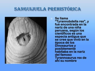  Se llama
“Tyrannobdella rex”, y
fue encontrada en la
nariz de una niña
peruana, según los
científicos es una
especia antigua que
se cree que vivió en la
época de los
Dinosaurios y
posiblemente
habitaba en la nariz
del famoso
Tyrannoaurus rex de
ahí su nombre.
 