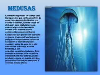MEDUSAS
Las medusas poseen un cuerpo casi
transparente, que contiene un 95% de
agua y una serie de tentáculos con
células urticantes, que les sirven de
defensa y para capturar presas:
cuando algo contacta con ella
sueltan unos filamentos que
contienen la sustancia irritante.
La reacción que provoca su contacto
es toxica: el veneno inyectado en la
piel provoca rápidamente dolor con
sensación al mismo tiempo de
escozor y ardor. La zona de la piel
afectada se pone roja, a veces
hinchada, o con
ampollas, persistiendo el dolor. Solo
en raras ocasiones, si la superficie
afectada fuera muy extensa, puede
producirse como un cuadro alérgico
grave con dificultad para respirar, o
vómitos, incluso shock.
 