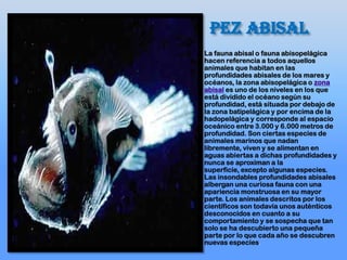 PEZ ABISAL
La fauna abisal o fauna abisopelágica
hacen referencia a todos aquellos
animales que habitan en las
profundidades abisales de los mares y
océanos, la zona abisopelágica o zona
abisal es uno de los niveles en los que
está dividido el océano según su
profundidad, está situada por debajo de
la zona batipelágica y por encima de la
hadopelágica y corresponde al espacio
oceánico entre 3.000 y 6.000 metros de
profundidad. Son ciertas especies de
animales marinos que nadan
libremente, viven y se alimentan en
aguas abiertas a dichas profundidades y
nunca se aproximan a la
superficie, excepto algunas especies.
Las insondables profundidades abisales
albergan una curiosa fauna con una
apariencia monstruosa en su mayor
parte. Los animales descritos por los
científicos son todavía unos auténticos
desconocidos en cuanto a su
comportamiento y se sospecha que tan
solo se ha descubierto una pequeña
parte por lo que cada año se descubren
nuevas especies.
 