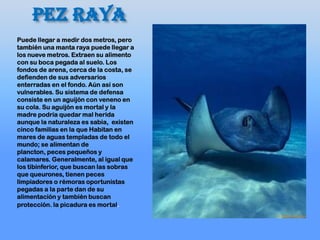 PEZ RAYA
Puede llegar a medir dos metros, pero
también una manta raya puede llegar a
los nueve metros. Extraen su alimento
con su boca pegada al suelo. Los
fondos de arena, cerca de la costa, se
defienden de sus adversarios
enterradas en el fondo. Aún así son
vulnerables. Su sistema de defensa
consiste en un aguijón con veneno en
su cola. Su aguijón es mortal y la
madre podría quedar mal herida
aunque la naturaleza es sabia, existen
cinco familias en la que Habitan en
mares de aguas templadas de todo el
mundo; se alimentan de
plancton, peces pequeños y
calamares. Generalmente, al igual que
los tibinferior, que buscan las sobras
que queurones, tienen peces
limpiadores o rémoras oportunistas
pegadas a la parte dan de su
alimentación y también buscan
protección. la picadura es mortal.
 