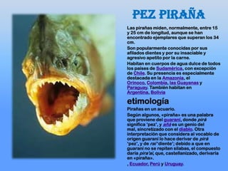 Pez piraña
Las pirañas miden, normalmente, entre 15
y 25 cm de longitud, aunque se han
encontrado ejemplares que superan los 34
cm.
Son popularmente conocidas por sus
afilados dientes y por su insaciable y
agresivo apetito por la carne.
Habitan en cuerpos de agua dulce de todos
los países de Sudamérica, con excepción
de Chile. Su presencia es especialmente
destacada en la Amazonia, el
Orinoco, Colombia, las Guayanas y
Paraguay. También habitan en
Argentina, Bolivia
etimología
Pirañas en un acuario.
Según algunos, «piraña» es una palabra
que proviene del guaraní, donde pirá
significa „pez‟, y añá es un genio del
mal, sincretizado con el diablo. Otra
interpretación que considera al vocablo de
origen guaraní lo hace derivar de pirá
„pez‟, y de raí „diente‟; debido a que en
guaraní no se repiten sílabas, el compuesto
daría pira'ai, que, castellanizado, derivaría
en «piraña».
, Ecuador, Perú y Uruguay.
 