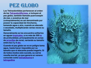 Pez globo
Los Tetraodontidae pertenecen al orden
de los Tetraodontiformes, e incluyen al
pez globo, también llamado puercoespín
de mar, o avestruz de mar
(coloquialmente) es así denominado por
poseer la capacidad de hincharse,
tomando agua o aire, cuando es atacado
o asustado, multiplicando varias veces su
tamaño.
Generalmente se los encuentra solitarios
en aguas tropicales, a no más de 300 m
de profundidad, principalmente en zonas
de arrecifes de coral, variando su tamaño
entre los 3 y 5 dm.
Cuando el pez globo se ve en peligro toma
agua, hasta hacer imposible por su
tamaño que el atacante pueda tragarlo. Si
de todos modos esto sucede, su carne
resulta mortal, ya que genera un veneno
conocido como tetradotoxina o
tetrogodina
 