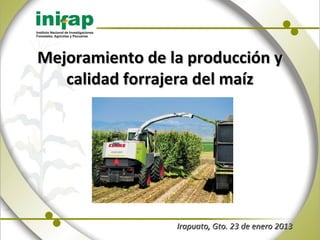 Mejoramiento de la producción y
   calidad forrajera del maíz




                 Irapuato, Gto. 23 de enero 2013
 