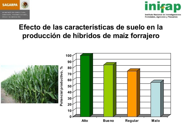 seleccion de hybridos de maiz forrajero y su rendimiento en produccio seleccion de hybridos de maiz forrajero y su rendimiento seleccion de hybridos de maiz forrajero y su rendimiento en produccio seleccion de hybridos de maiz forrajero y su rendimiento