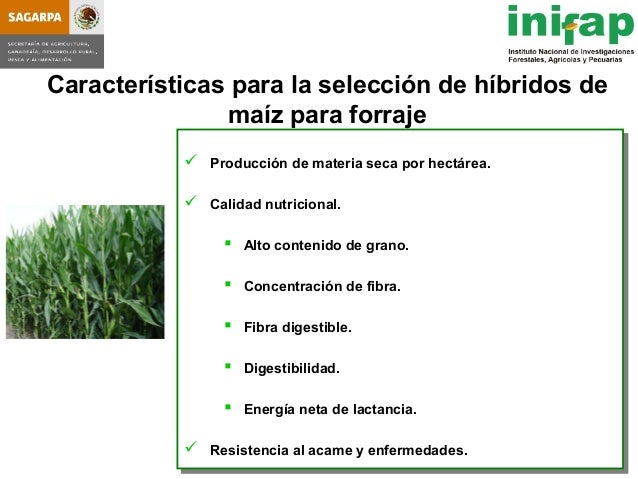 seleccion de hybridos de maiz forrajero y su rendimiento en produccio seleccion de hybridos de maiz forrajero y su rendimiento seleccion de hybridos de maiz forrajero y su rendimiento en produccio seleccion de hybridos de maiz forrajero y su rendimiento