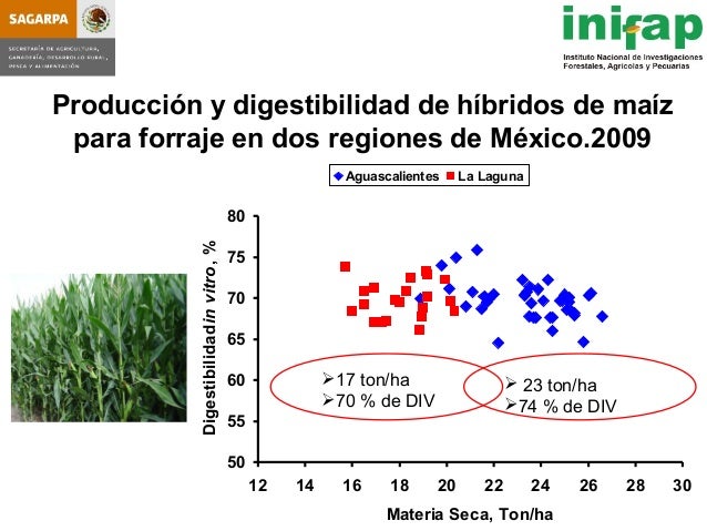 seleccion de hybridos de maiz forrajero y su rendimiento en produccio seleccion de hybridos de maiz forrajero y su rendimiento seleccion de hybridos de maiz forrajero y su rendimiento en produccio seleccion de hybridos de maiz forrajero y su rendimiento