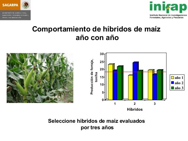 seleccion de hybridos de maiz forrajero y su rendimiento en produccio seleccion de hybridos de maiz forrajero y su rendimiento seleccion de hybridos de maiz forrajero y su rendimiento en produccio seleccion de hybridos de maiz forrajero y su rendimiento