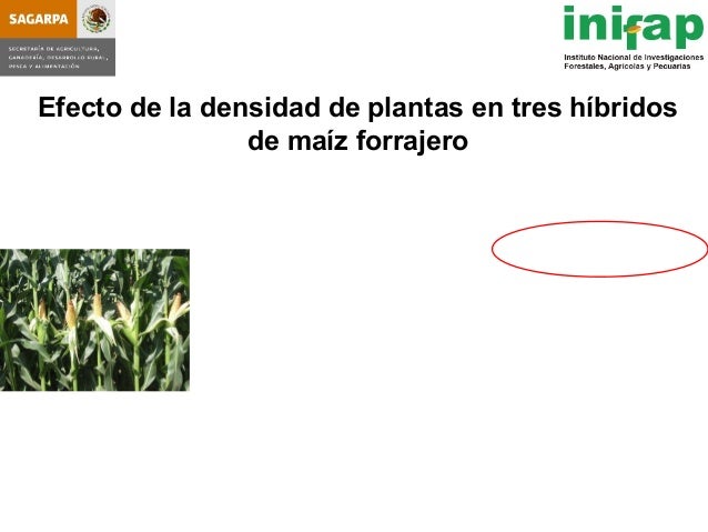 seleccion de hybridos de maiz forrajero y su rendimiento en produccio seleccion de hybridos de maiz forrajero y su rendimiento seleccion de hybridos de maiz forrajero y su rendimiento en produccio seleccion de hybridos de maiz forrajero y su rendimiento