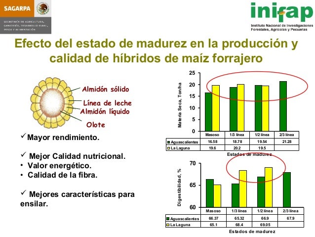 seleccion de hybridos de maiz forrajero y su rendimiento en produccio seleccion de hybridos de maiz forrajero y su rendimiento seleccion de hybridos de maiz forrajero y su rendimiento en produccio seleccion de hybridos de maiz forrajero y su rendimiento