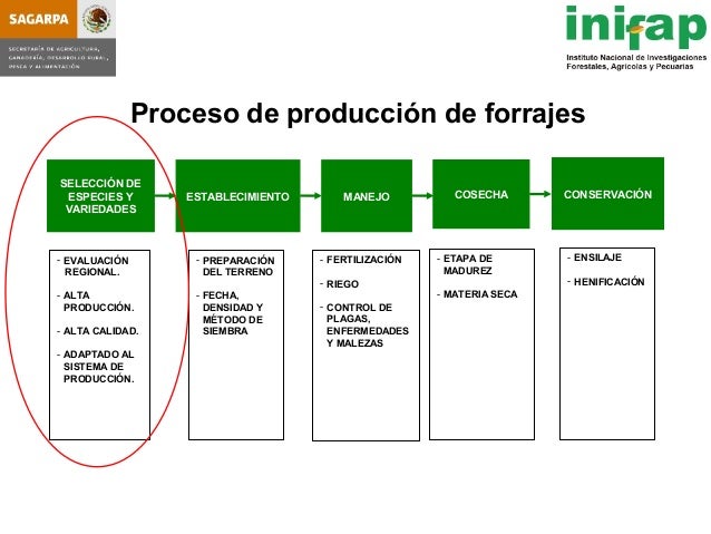 seleccion de hybridos de maiz forrajero y su rendimiento en produccio seleccion de hybridos de maiz forrajero y su rendimiento seleccion de hybridos de maiz forrajero y su rendimiento en produccio seleccion de hybridos de maiz forrajero y su rendimiento