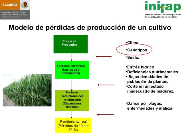 seleccion de hybridos de maiz forrajero y su rendimiento en produccio seleccion de hybridos de maiz forrajero y su rendimiento seleccion de hybridos de maiz forrajero y su rendimiento en produccio seleccion de hybridos de maiz forrajero y su rendimiento