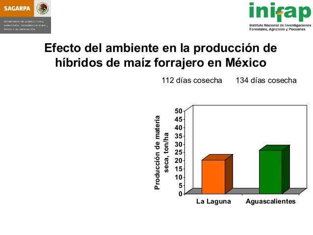 seleccion de hybridos de maiz forrajero y su rendimiento en produccio seleccion de hybridos de maiz forrajero y su rendimiento seleccion de hybridos de maiz forrajero y su rendimiento en produccio seleccion de hybridos de maiz forrajero y su rendimiento
