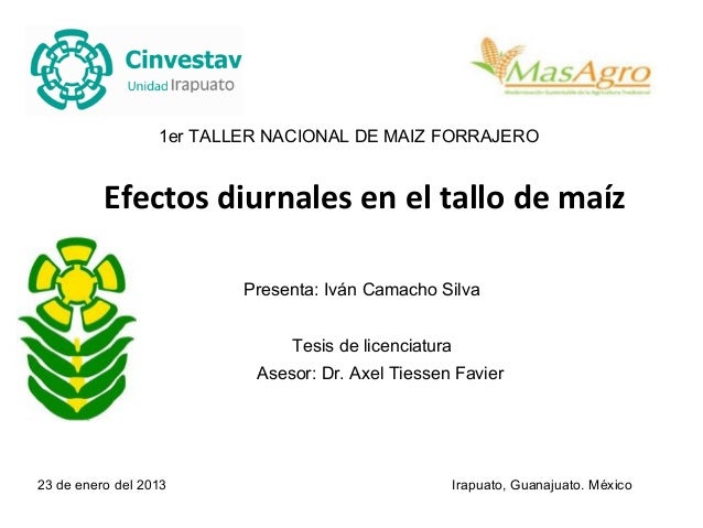 presentacion de bienvenida 1er taller nacional de maiz forrajero efectos diurnales en el tallo de maiz presentacion de bienvenida 1er taller nacional de maiz forrajero efectos diurnales en el tallo de maiz