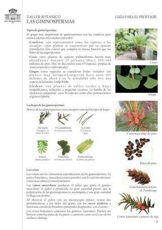 Alesnada
Triangular, en
forma de lanza
Escuamiforme
En forma de escama
Acicular
En forma de
aguja
Linear
Bordes paralelos
Flabelada
En forma de abanico
Palmeriforme
En forma de palmera
Tiposdegimnospermas
Coníferas
Cicas
Gingos
E f e d r a s
Lashojasdelasgimnospermas
Losconos
conos masculinos
sacos aériferos
El grupo más importante de gimnospermas son las coníferas pero
existenademásotrosmenosconocidos:
: con representantes como los cipreses o las
secuoyas, estas plantas se caracterizan por su aparato
reproductor (los conos) que cumplen la misma función que las
floresdelasangiospermas.
: estas plantas de aspecto palmeriforme fueron muy
a b u n d a n t e s d u r a n t e e l j u r á s i c o ( h a c e 2 0 0 - 1 4 4
millones de años. Hoy en día existen unas 65 especies, propias de
zonastropicalesosubtropicales.
: estos vegetales se consideran fósiles vivientes: son
p l a n t a s m u y a n t i g u a s ( s u r g i e r o n h a c e u n o s 1 6 0
millones de años) y en la actualidad sólo vive una
especiedelafamilia: .
: s o n p l a n t a s d e t a l l o s v e r d e s y h o j a s
insignificantes, reducidas a pequeñas escamas. La familia de las
efedráceas comprende unas 50 especies, todas ellas pertenecientes
algénero .
Dentrodelasgimnospermasexisteunagranvariedaddetiposdehojas:
Los conos son las estructuras reproductoras de las gimnospermas. La
partes femenina y masculina están separadas, con lo cual encontramos
conosmasculinosyconosfemeninos.
Los producen el polen que porta el gameto
masculino. el polen e producido en gran cantidad puesto que la
polinización de las gimnospermas es anemógama y una gran cantidad
nollegaasudestino.
Al observar el polen con un microscopio óptico, vemos dos
protuberancias a los lados del grano, son los y
funcionanamododeflotadoresparapoderdesplazarse conelviento.
Los conos femeninos contienen los gametos femeninos. Pueden ser
leñosos, como las piñas de los pinos, o carnosos, como en el caso de los
enebrosodeltejo.
Ginkgobiloba
Ephedra
Cono masculino de pino
Conos femeninos carnosos de tejo
Polen de pino
Cono femenino leñoso
de Pseudotsuga
3
TALLER BOTÁNICO GUÍA PARA EL PROFESOR
LAS GIMNOSPERMAS
Cicas
Gingo
 