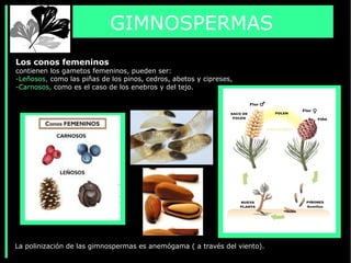 GIMNOSPERMAS
Los conos femeninos
contienen los gametos femeninos, pueden ser:
-Leñosos, como las piñas de los pinos, cedros, abetos y cipreses,
-Carnosos, como es el caso de los enebros y del tejo.
La polinización de las gimnospermas es anemógama ( a través del viento).
 