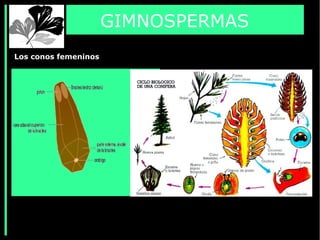 GIMNOSPERMAS
Los conos femeninos
 