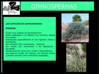 GIMNOSPERMAS
LAS ESPECIES DE GIMNOSPERMAS
EFEDRAS:
Grupo muy antiguo de gimnospermas.
Estan adaptadas a un hábitat muy extremo, debido
a la sequía.
Distribuidas especialmente en las regiones áridas y
semiáridas.
Son arbustos muy ramificados, rastreros.
Las ramas son numerosas y de disposición
agrupada.
Usualmente las ramas son verdes y fotosintéticas.
Las especies suelen ser dioicas, con plantas macho
y plantas hembra como individuos separados.
 
