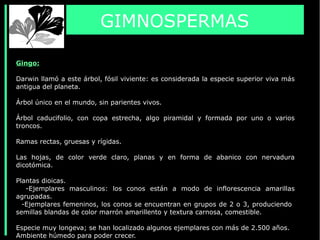 GIMNOSPERMAS
Gingo:
Darwin llamó a este árbol, fósil viviente: es considerada la especie superior viva más
antigua del planeta.
Árbol único en el mundo, sin parientes vivos.
Árbol caducifolio, con copa estrecha, algo piramidal y formada por uno o varios
troncos.
Ramas rectas, gruesas y rígidas.
Las hojas, de color verde claro, planas y en forma de abanico con nervadura
dicotómica.
Plantas dioicas.
-Ejemplares masculinos: los conos están a modo de inflorescencia amarillas
agrupadas.
-Ejemplares femeninos, los conos se encuentran en grupos de 2 o 3, produciendo
semillas blandas de color marrón amarillento y textura carnosa, comestible.
Especie muy longeva; se han localizado algunos ejemplares con más de 2.500 años.
Ambiente húmedo para poder crecer.
 