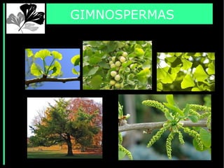 GIMNOSPERMAS
 