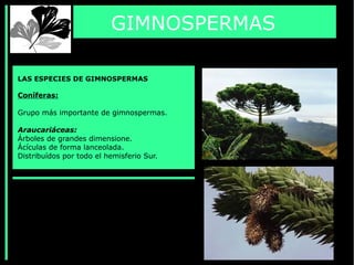 GIMNOSPERMAS
LAS ESPECIES DE GIMNOSPERMAS
Coníferas:
Grupo más importante de gimnospermas.
Araucariáceas:
Árboles de grandes dimensione.
Ácículas de forma lanceolada.
Distribuídos por todo el hemisferio Sur.
 