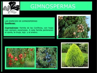 GIMNOSPERMAS
LAS ESPECIES DE GIMNOSPERMAS
Coníferas:
Cupresáceas: Familia de las Coníferas, con hojas
casi siempre escamosas. A esta familia pertenecen
el ciprés, la thuja, tejo y el enebro.
 