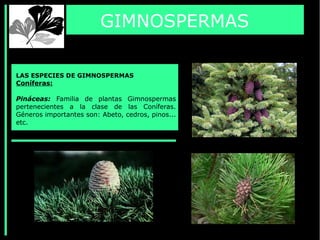 GIMNOSPERMAS
LAS ESPECIES DE GIMNOSPERMAS
Coníferas:
Pináceas: Familia de plantas Gimnospermas
pertenecientes a la clase de las Coníferas.
Géneros importantes son: Abeto, cedros, pinos...
etc.
 