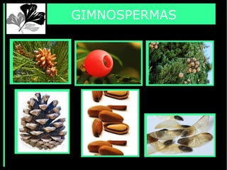 GIMNOSPERMAS
 