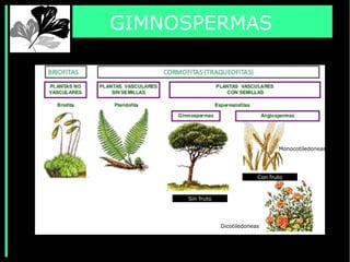GIMNOSPERMAS
Sin fruto
Con fruto
Monocotiledoneas
Dicotiledoneas
 