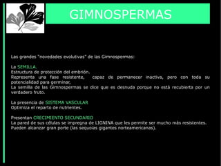 Las grandes “novedades evolutivas” de las Gimnospermas:
La SEMILLA.
Estructura de protección del embrión.
Representa una fase resistente, capaz de permanecer inactiva, pero con toda su
potencialidad para germinar,
La semilla de las Gimnospermas se dice que es desnuda porque no está recubierta por un
verdadero fruto.
La presencia de SISTEMA VASCULAR
Optimiza el reparto de nutrientes.
Presentan CRECIMIENTO SECUNDARIO
La pared de sus células se impregna de LIGNINA que les permite ser mucho más resistentes.
Pueden alcanzar gran porte (las sequoias gigantes norteamericanas).
GIMNOSPERMAS
 