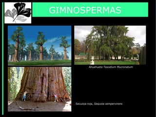 GIMNOSPERMAS
Ahuehuete Taxodium Mucronatum
Secuoya roja, Sequoia sempervirens
 