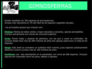 Existen alrededor de 700 especies de gimnospermas.
Aunque sólo representa el 1% del total de las especies vegetales actuales.
Los principales grupos que incluyen son:
Efedras: Plantas de tallos verdes y hojas reducidas a escamas, apenas perceptibles.
Cuentan actualmente con menos de cincuenta especies.
Cicas: Tienen hojas y aspecto de palmeras, con las que a veces se confunden. Se
conocen desde hace mas de 200 millones de años.Hoy apenas sobreviven un total de 65
especies.
Gingo: Este árbol se considera un auténtico fósil viviente, pues especies prácticamente
idénticas vivieron ya hace mas de 150 millones de años.
Coníferas: Las mas abundantes en la actualidad, con cerca de 600 especies. Incluyen
algunas tan conocidas como los pinos, abetos o cipreses.
GIMNOSPERMAS
 