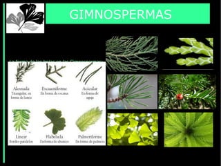 La forma de las hojas en las Gimnospermas:
GIMNOSPERMAS
 