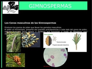 GIMNOSPERMAS
Los Conos masculinos de las Gimnospermas
Producen los granos de polen que llevan los gametos masculinos.
El polen al microscopio, presenta dos grandes protuberancias a cada lado del grano de polen,
son los llamados sacos aéreos o aeríferos que funcionan a modo de flotadores para
desplazarse mas fácilmente por el aire.
 