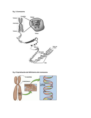Fig. 1 Cromosoma
Fig. 2 Espiralización del ADN dentro del cromosoma
 