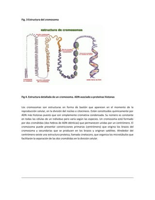 Fig. 3 Estructura del cromosoma
Fig 4. Estructura detallada de un cromosoma. ADN asociado a proteínas histonas
Los cromosomas son estructuras en forma de bastón que aparecen en el momento de la
reproducción celular, en la división del núcleo o citocinesis. Están constituidos químicamente por
ADN más histonas puesto que son simplemente cromatina condensada. Su número es constante
en todas las células de un individuo pero varía según las especies. Un cromosoma está formado
por dos cromátidas (dos hebras de ADN idénticas) que permanecen unidas por un centrómero. El
cromosoma puede presentar constricciones primarias (centrómero) que origina los brazos del
cromosoma y secundarias que se producen en los brazos y originan satélites. Alrededor del
centrómero existe una estructura proteica, llamada cinetocoro, que organiza los microtúbulos que
facilitarán la separación de las dos cromátidas en la división celular.
 