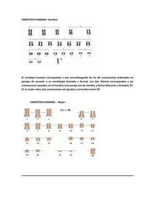 CARIOTIPO HUMANO -Hombre-
El cariotipo humano corresponde a una microfotografía de los 46 cromosomas ordenados en
parejas de acuerdo a su morfología (tamaño y forma). Los dos últimos corresponden a los
cromosomas sexuales; en el hombre esta pareja son de tamaño y forma diferente y llamados XY.
En la mujer estos dos cromosomas son iguales y conocidos como XX
CARIOTIPO HUMANO - Mujer -
 